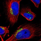 Immunofluorescent staining of human cell line U-251 MG shows localization to the Golgi apparatus.