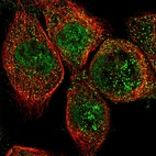 Immunofluorescent staining of human cell line A-431 shows localization to nucleoplasm & cytosol.