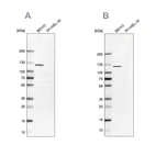 Anti-NLRP2 Antibody