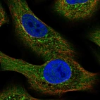 Immunofluorescent staining of human cell line A549 shows localization to cytosol, the Golgi apparatus & vesicles.
