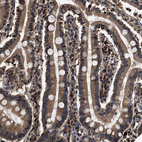 Immunohistochemical staining of human duodenum shows moderate cytoplasmic positivity in glandular cells.