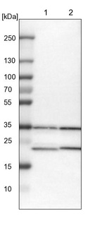 Lane 1: NIH-3T3 cell lysate (Mouse embryonic fibroblast cells)_br/_Lane 2: NBT-II cell lysate (Rat Wistar bladder tumour cells)