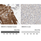 Anti-OBSCN Antibody