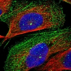Immunofluorescent staining of human cell line U-2 OS shows localization to plasma membrane, centrosome & actin filaments.