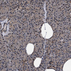 Immunohistochemical staining of human pancreas shows weak cytoplasmic positivity in exocrine glandular cells.