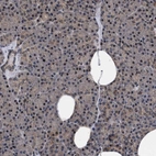 Immunohistochemical staining of human pancreas shows weak cytoplasmic positivity in exocrine glandular cells.
