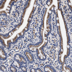 Immunohistochemical staining of human duodenum shows strong granular cytoplasmic positivity in glandular cells.