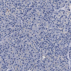 Immunohistochemical staining of human pancreas shows no positivity in exocrine glandular cells.