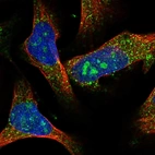 Immunofluorescent staining of human cell line U-2 OS shows localization to nucleoli & vesicles.