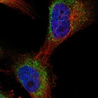 Immunofluorescent staining of human cell line U-251 MG shows localization to cytosol.