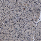Immunohistochemical staining of human pancreas shows very weak positivity in exocrine glandular cells as expected.