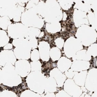 Immunohistochemical staining of human bone marrow shows high expression.