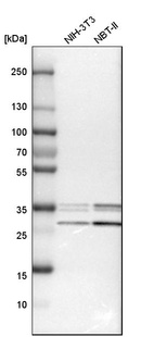 Western blot analysis in mouse cell line NIH-3T3 and rat cell line NBT-II.