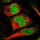 Immunofluorescent staining of human cell line U-2 OS shows localization to nucleoplasm.