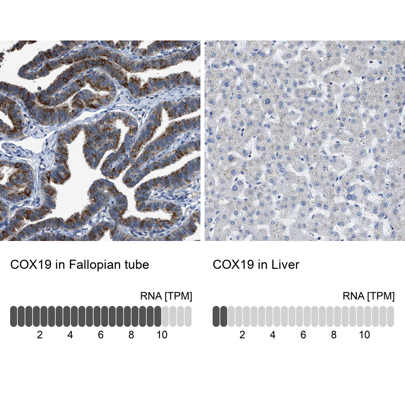 Anti-COX19 Antibody
