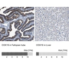 Anti-COX19 Antibody
