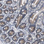 Immunohistochemical staining of human duodenum shows moderate cytoplasmic positivity in glandular cells.