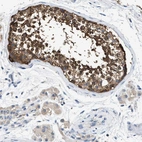 Immunohistochemical staining of human testis shows strong cytoplasmic positivity in cells in seminiferous ducts.