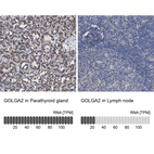 Anti-GOLGA2 Antibody