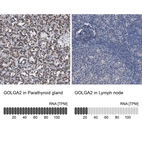 Anti-GOLGA2 Antibody