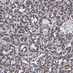 Immunohistochemical staining of human parathyroid gland shows high expression.