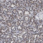 Immunohistochemical staining of human parathyroid gland shows high expression.