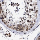 Immunohistochemical staining of human testis using Anti-GOLGA2 antibody HPA021230.