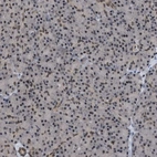 Immunohistochemical staining of human pancreas shows weak positivity in exocrine glandular cells as expected.