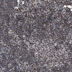 Immunohistochemical staining of human lymph node shows strong nuclear positivity in non-germinal center cells.