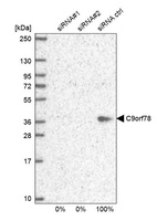 Western blot analysis in U2OS cells transfected with control siRNA, target specific siRNA probe #1 and #2, using Anti-C9orf78 antibody. Remaining relative intensity is presented.