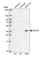 Anti-C9orf78 Antibody