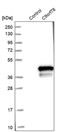 Western blot analysis in control (vector only transfected HEK293T lysate) and C9orf78 over-expression lysate (Co-expressed with a C-terminal myc-DDK tag (~3.1 kDa) in mammalian HEK293T cells, LY413954).