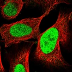 Immunofluorescent staining of human cell line U-2 OS shows localization to nucleoplasm.