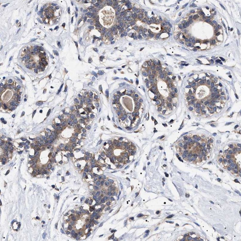 Anti-KRBA1 Antibody