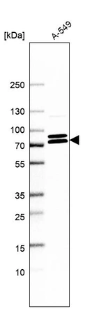 Western blot analysis in human cell line A-549.