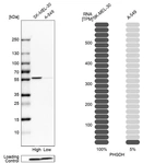 Western blot analysis in human cell lines SK-MEL-30 and A-549 using Anti-PHGDH antibody. Corresponding PHGDH RNA-seq data are presented for the same cell lines. Loading control: Anti-COX4I1.