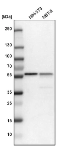 Western blot analysis in mouse cell line NIH-3T3 and rat cell line NBT-II.