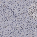 Immunohistochemical staining of human pancreas shows very weak positivity in exocrine glandular cells as expected.