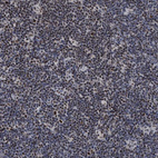 Immunohistochemical staining of human lymph node shows strong nuclear positivity in non-germinal center cells.