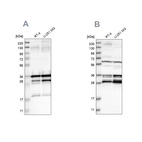 Western blot analysis using Anti-C9orf78 antibody HPA021242 (A) shows similar pattern to independent antibody HPA021216 (B).