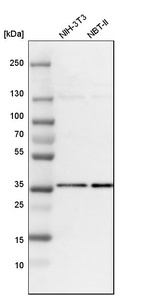 Western blot analysis in mouse cell line NIH-3T3 and rat cell line NBT-II.