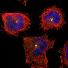Immunofluorescent staining of human cell line U-251 MG shows localization to microtubule organizing center.