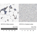 Anti-MYO1G Antibody