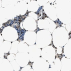 Immunohistochemical staining of human bone marrow shows high expression.