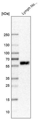 Western blot analysis in human lymph node tissue.