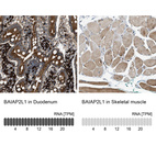 Anti-BAIAP2L1 Antibody