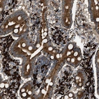 Immunohistochemical staining of human duodenum shows high expression.