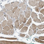Immunohistochemical staining of human skeletal muscle shows low expression as expected.