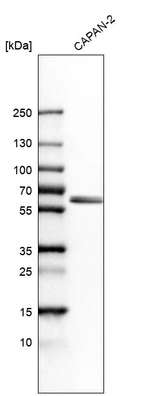Western blot analysis in human cell line CAPAN-2.