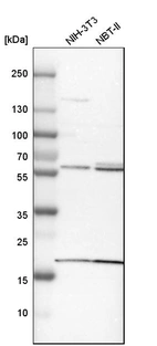 Western blot analysis in mouse cell line NIH-3T3 and rat cell line NBT-II.